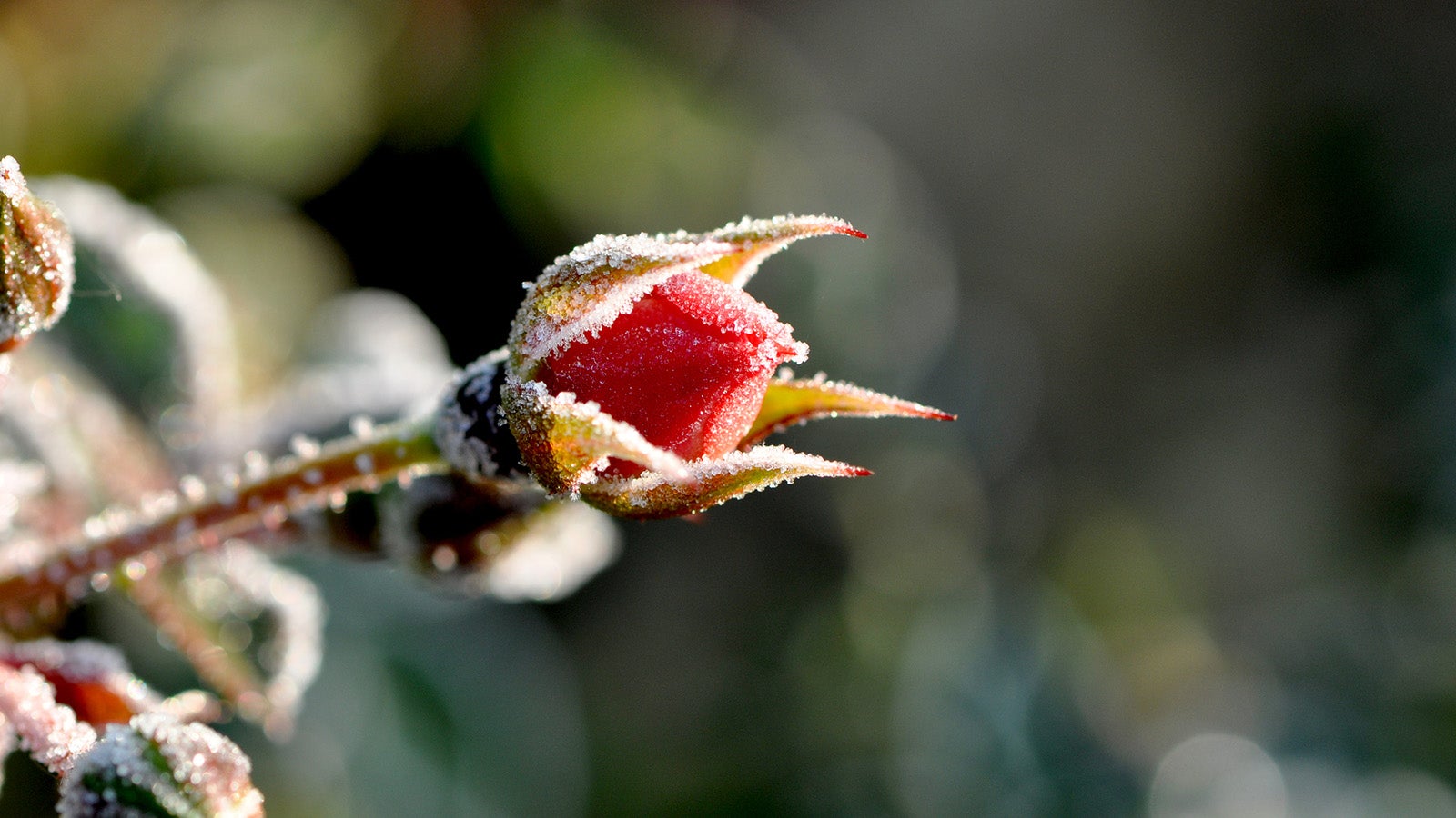 So bringen HobbyGärtner Rosen gesund durch den Winter